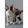 Devon Rex Affirmations Workbook Devon Rex Presents - Positive and Loving Affirmations Workbook. Includes: Mentoring Questions,...