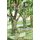 Under the Burr Oak Tree (Paperback): Dennis Bates