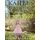 Kailee's Adventures in the Pine Forest (Paperback): Rick McKeon