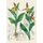 Carnet Blanc, Orchidee Jaune, Dessin 19e Siecle (French, Paperback): Jean Baptiste Barla