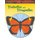 Stained Glass Patterns: Butterflies and Dragonflies (Staple bound): Sandy Allison