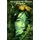 Memories of My Past Lives - Reincarnation (Paperback): Jennifer Elaine Reynolds