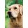 Service Tails (Paperback): Ace Collins