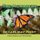 The Monarchs of Cape May Point (Paperback): Pecki Sherman Witonsky