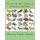 Terrestrial Land Animals 10 - 25 Plastic Canvas Pattern Designs (Paperback): Dancing Dolphin Patterns