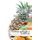 Pratica Desenho - Livro de Exercicios 8 - Frutas (Portuguese, Paperback): York P Herpers