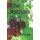 The Asthma Diet (Paperback): Lynne D. M. Noble