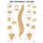 The Vertebral Column Anatomical Chart (Wallchart): Anatomical Chart Company