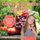 Cool Food Facts for Kids - Food Book for Children Children's Science & Nature Books (Paperback): Baby Professor