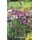 Herb Wise - Growing, Cooking, Wellbeing (Paperback): Bruce I. Burnett