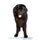 Newfoundland Dog Affirmations Workbook Newfoundland Dog Presents - Positive and Loving Affirmations Workbook. Includes:...
