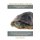 Red Ear Slider Turtles - Red Ear Slider Turtle care, where to buy, types, behavior, cost, handling, husbandry, diet, and much...