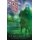 Tam Lin (Paperback): Pamela Dean