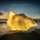 Gone Is Gone - Echolocation (CD): Gone Is Gone