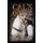 Cal's Quest (Paperback): Sam Settle