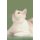 Kurilian Bobtail Affirmations Workbook Kurilian Bobtail Presents - Positive and Loving Affirmations Workbook. Includes:...