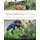 Forest Gardening in Practice: An Illustrated Practical Guide for Homes, Communities and Enterprises (Paperback): Tomas Remiarz