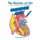 The Wonder of Life A Series of Health Education Colouring Books (Paperback): David Sachs