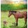 Scratches - My New Life! (Hardcover): Dede Stockton, Larae Musselman