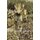 The YELLOW JOSS (Paperback): Ion Idriess