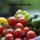 Foodie Wanna be (Paperback): David Kopp, Sing Yee Kopp Lim