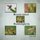 Broad-tailed Hummingbirds (Paperback): Lois Lake