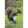 Grey Squirrel Control - With An Air Rifle (Paperback): Ian Barnett