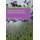 Entrepreneurship and Regional Development (Hardcover): Zoltan J. Acs