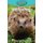 Hedgehogs (Paperback): Victoria Blakemore