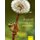 Dispersal Ecology and Evolution (Hardcover): Jean Clobert, Michel Baguette, Tim G. Benton, James M. Bullock