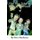 The True Tales Of Shorty Stevens (Paperback): Steve Buchanan