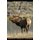 Elk Hunting 201 - Big Bulls...Essentials for a Successful Hunt (Paperback): Jay Houston