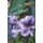 Low Effort High Harvest Food Gardening (Paperback): Heidi Snelgrove