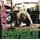 Lange Larry & His Lonely Knigh - Wiggle Room (CD): Lange Larry & His Lonely Knigh