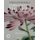 The Kew Book of Embroidered Flowers (Folder edition) - 11 Inspiring Projects with Reusable Iron-on Transfers (Hardcover): Trish...