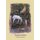 Trodden Before (Paperback): Patricia McCarthy