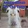 Amazing Animals On The Farm (Paperback): Beth Pait, Corissa Smith, Angelia Smith