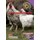 Almal verstaan landbouwetenskappe: Gr 12: Onderwysersgids (Afrikaans, Paperback): 