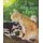 If You Were Born a Kitten (Paperback, 1st Aladdin Paperbacks Ed): Marion Dane Bauer