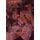 Performing Intimacies with Hawthorne, Austen, Wharton, and George Eliot - A Microsocial Approach (Paperback, Softcover reprint...