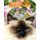 Lucy The Cat Beauty And The Feast Bilingual Japanese - English (Paperback): Sarah Ikeya