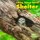 Living Things Need Shelter (Paperback): Karen Aleo