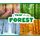 A Year in the Forest (Paperback): Christina Mia Gardeski