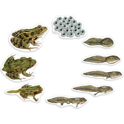 Learning Resources Giant Magnetic Frog Life Cycle Image
