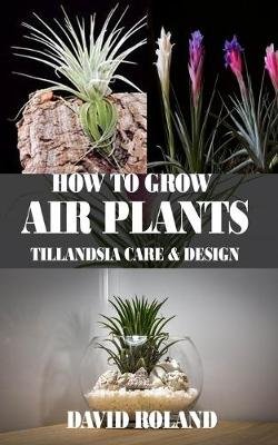 How to Grow Air Plants Image