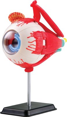 Greenbean School Years - Eyeball Anatomy Model (31 Pieces) Image
