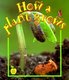 How A Plant Grows (Paperback): Bobbie Kalman