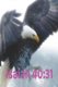 Isaiah 40 - 31: Wings As Eagles (Paperback): Isaac Lighthouse