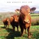 Dub Dynasty - Holy Cow (CD): Dub Dynasty