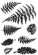 Clear Reusable Stamps - Fern Leaves: 